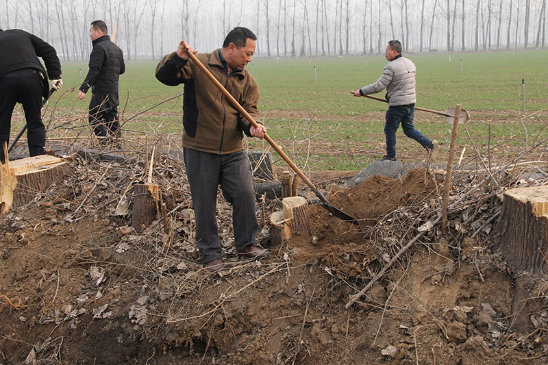博農(nóng)集團(tuán)領(lǐng)導(dǎo)、基層黨政負(fù)責(zé)人等同志積極參加植樹活動(dòng)